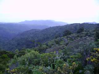Forêt dense