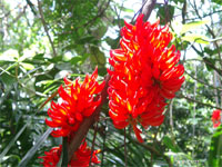 Jardin botanique