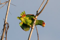Laguna Bacalar - Amazone à front blanc