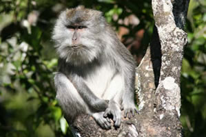 trajet rinjari-senaru - Macaque