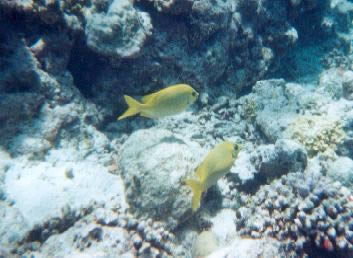 Poissons jaune