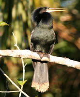 Lac Sandoval - Anhinga d'Amérique