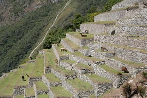 Les lamas broutent sur les terrasses