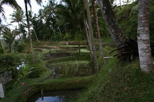 Terrasses de Gunung Kawi