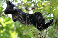 Calakmul - Singe hurleur