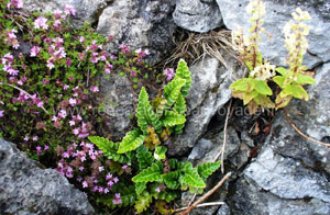 Région du Burren