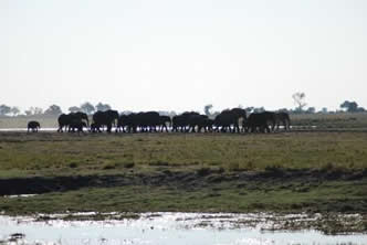 Le parc de Chobe