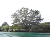 Arbre