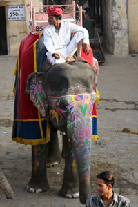 Eléphant prêt pour la montée