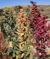 Cordillère blanche - Epis de quinoa