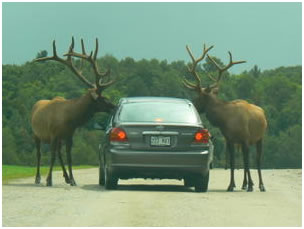 caribous à côté du voiture