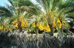 Une oasis a Douz