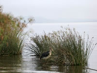 Lac Naivasha - Marabout devant les papyrus géants
