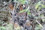 Tigre caché dans les banmbous