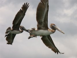 pelicans