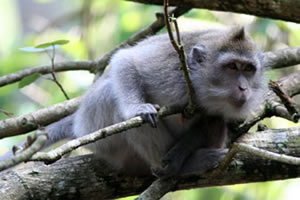 Macaque