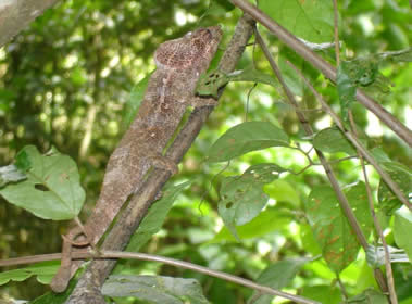 un caméléon