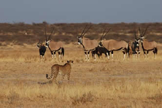 Guepard et Oryx