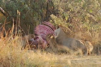 Une troupe de lions entrain de dévorer un petit éléphant