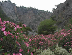 Les lauriers rose au fond des gorges d'Aradena