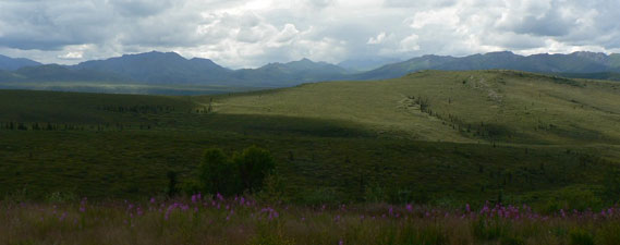 Denali Park