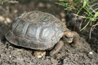 Jeune tortue terrestre à la station Darwin - Santa Cruz