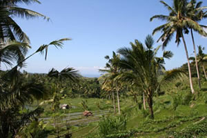 Cocotiers de Tirtagangga