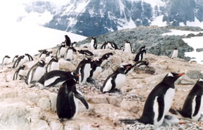 Manchots sur l'Antarctique