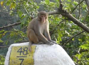 singe curieux