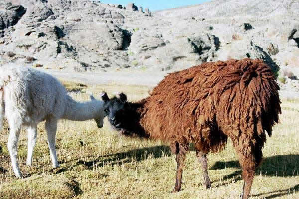 La vache de Bolivie