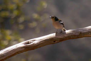 Un Bisbis, une petit oiseau endémique de l'île