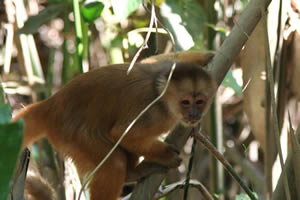 Ile aux Singes - Capucin brun