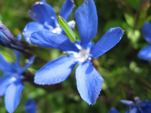 Gentianes bleus