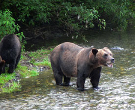 Ours