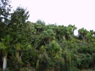 Le bush