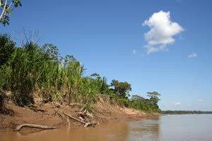 Rio Madre de Dios - Les berges de la rivière