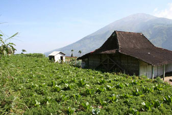 plantations de tabac et de carottes au pied du volcan