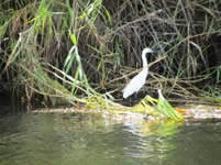 Aigrette blanche