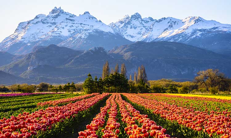 Argentine