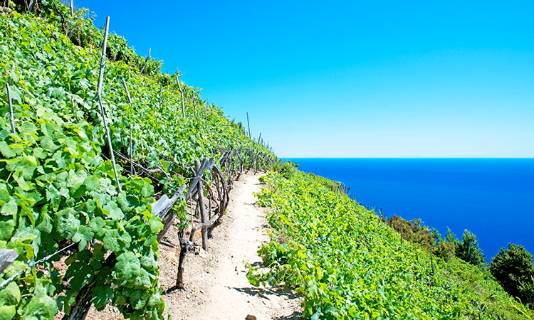 Randonnée Cinque Terre