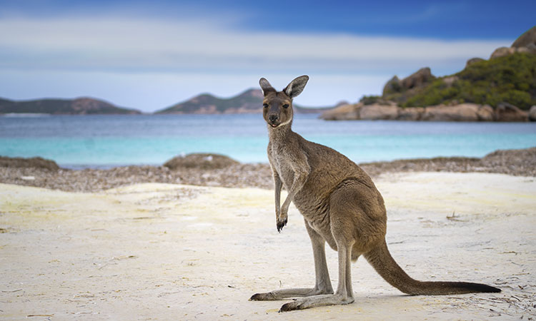 Combien de temps ma demande de visa Australie va-t-elle prendre ?