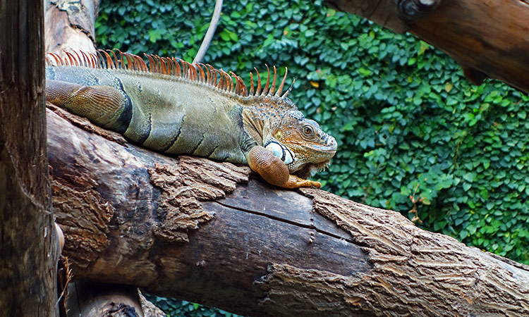 similan iguane