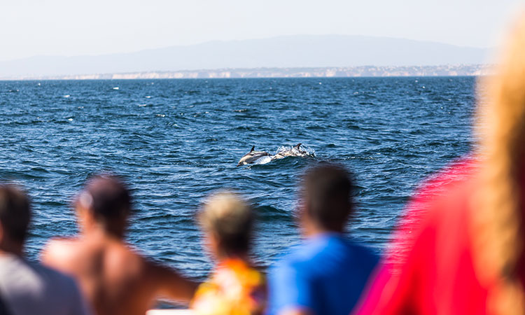 Les dauphins du Zoomarine