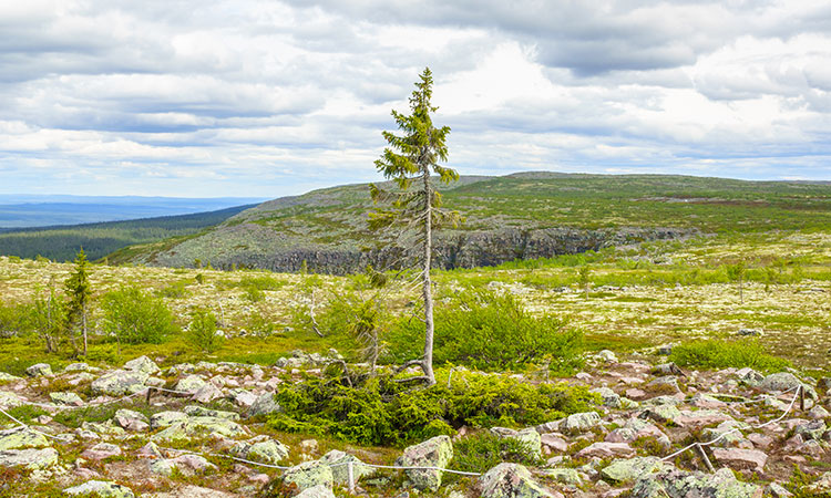 Des arbres multi millénaires