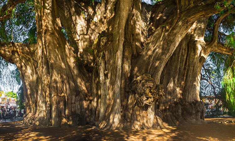 L'arbre au plus gros tronc du monde
