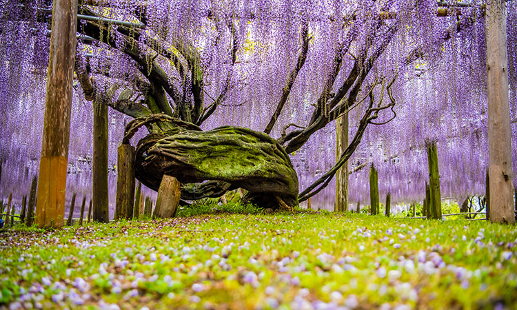 L'arbre le plus féérique