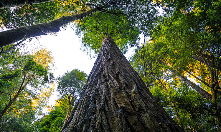 L'arbre le plus haut du monde