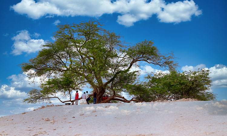 L'arbre le plus mystique