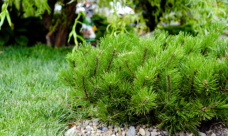 L'arbre le plus petit du monde
