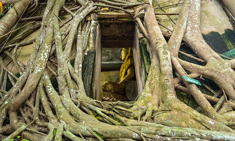 L'arbre le plus sacré